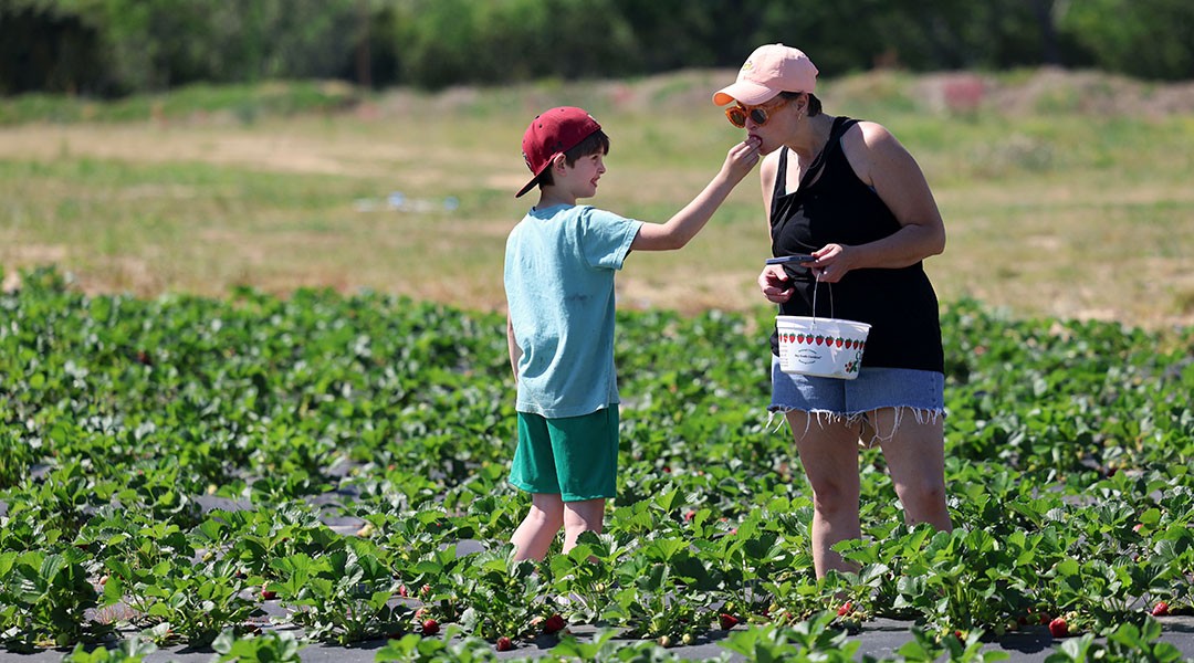 Red, ripe, ready: Local strawberry farm is open for spring