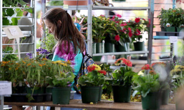 Spring in full bloom at Midlands Plant and Flower Festival