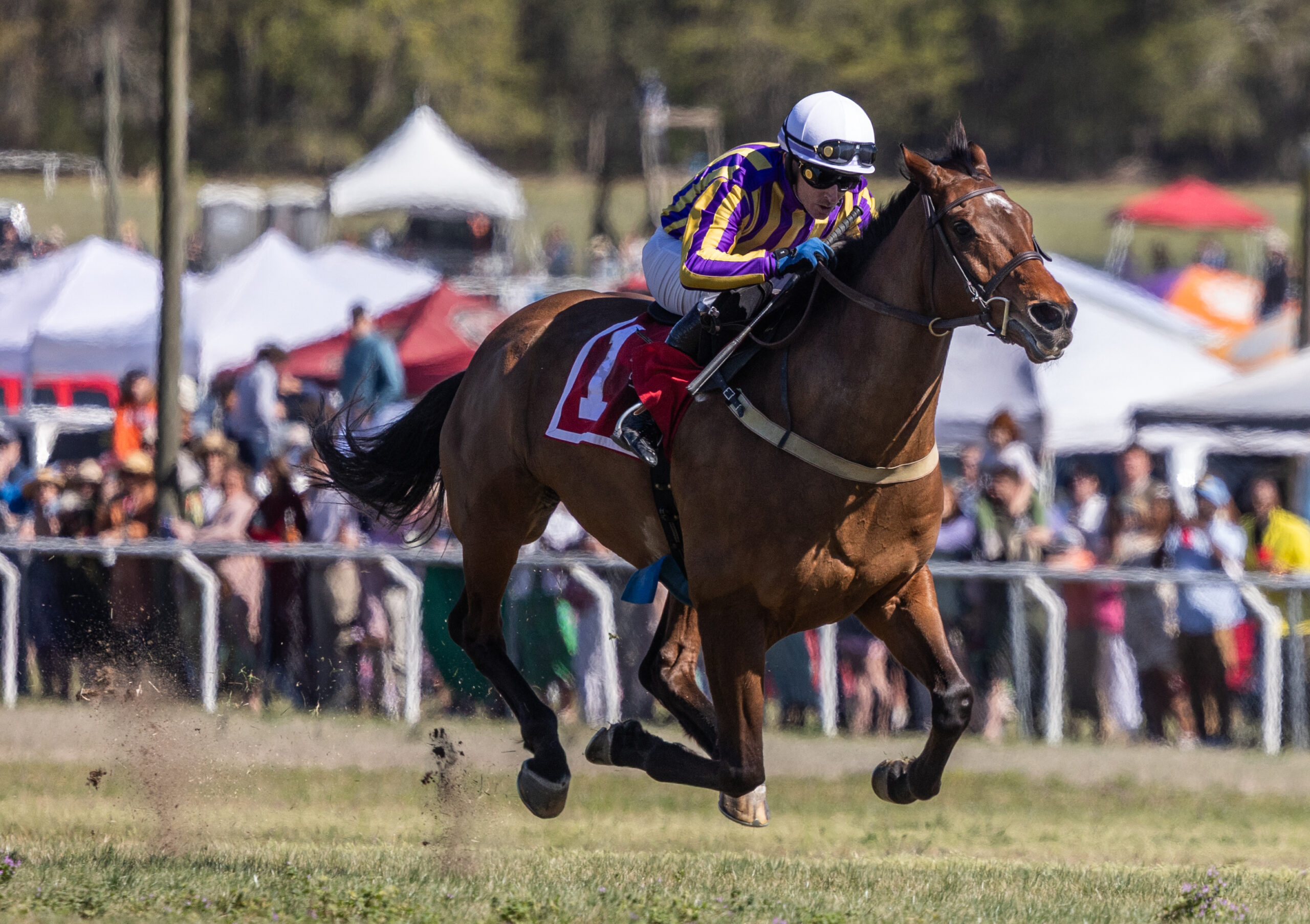 A horse gallops to the finish line with all four legs midair. He is ridden by a jockey dressed in purple and yellow striped silks. 